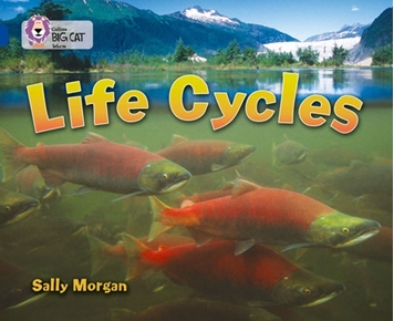 COLLINS BIG CAT  LIFE CYCLES BAND 16 SPPHIRE resmi