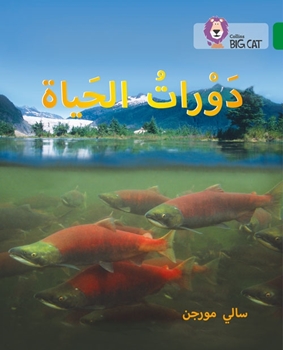 BIG CAT ARABIC LIFE CYCLES resmi