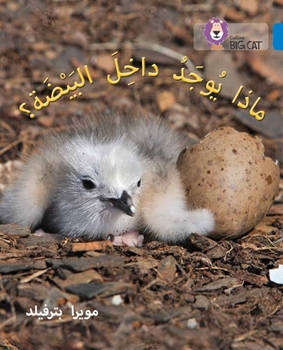BIG CAT ARABIC WHAT’S IN EGG? resmi