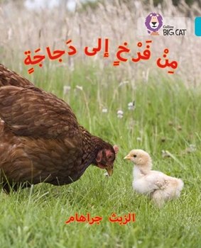 BIG CAT ARABIC CHICK TO HEN resmi